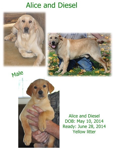 Alice and Diesel