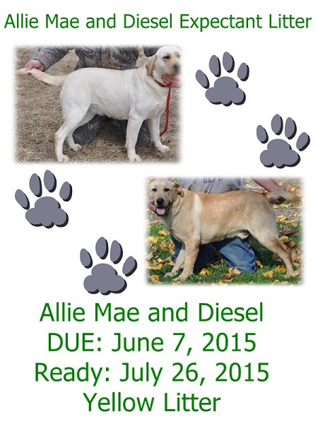 Allie Mae and Diesel