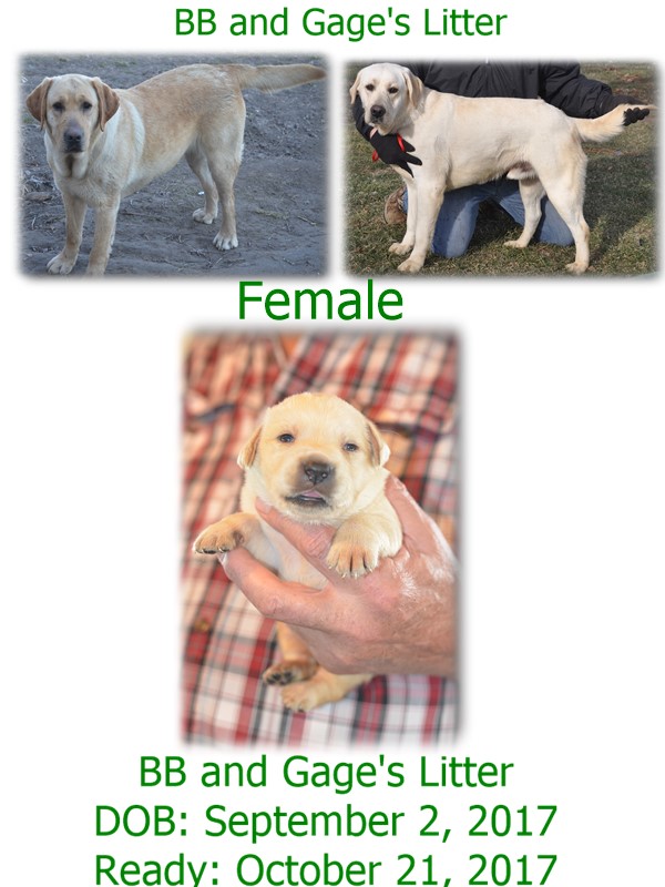 bb