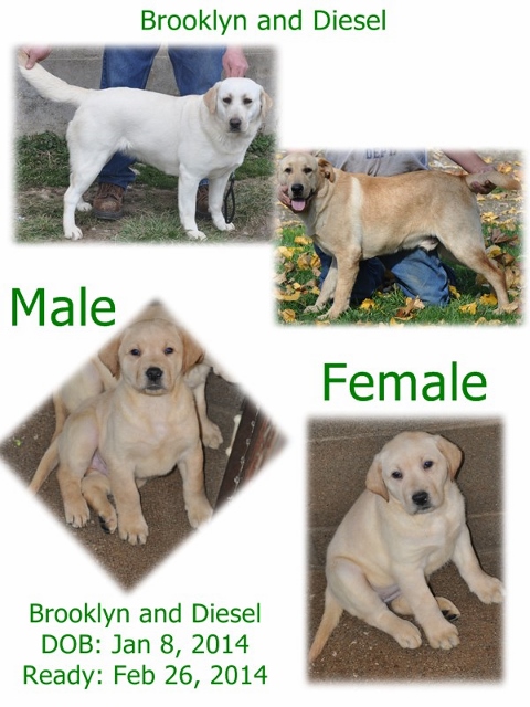 Brooklyn and Diesel