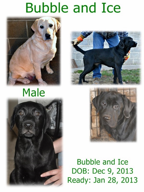 Bubble and Ice