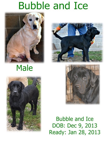 Bubble and Ice