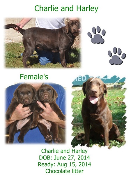 Charlie and Harley