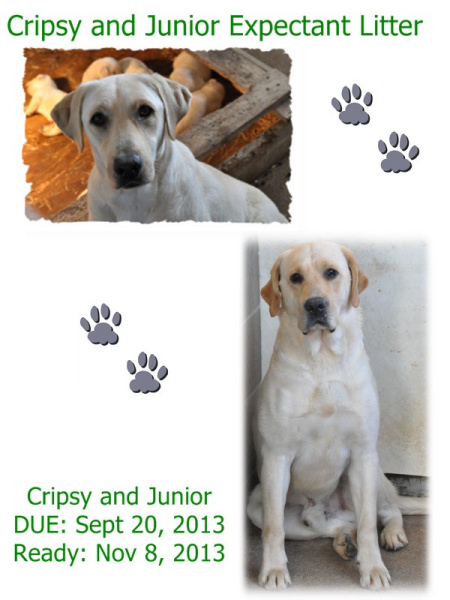 Crispy and Junior