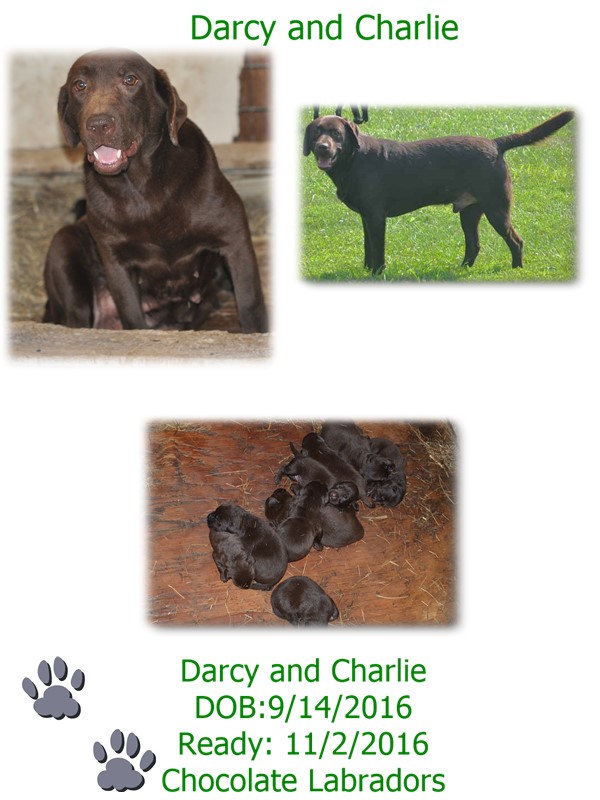 darcy