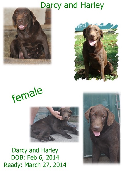 Darcy and Harley