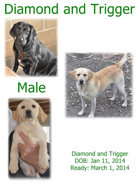 Diamond and Trigger