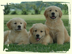 golden retrievers for sale illinois cheap golden retriever puppies for sale in illinois dogs in our photo golden retrievers for sale illinois cheap golden retriever puppies for sale in illinois dogs in our photo