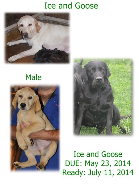 Ice and Goose