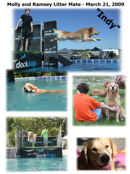 golden retriever for sale illinois golden retriever puppies for sale in quincy il dogs our friends photo golden retriever for sale illinois golden retriever puppies for sale in quincy il dogs our friends photo