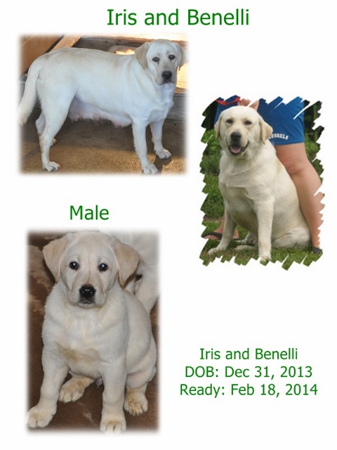 Iris and Benelli