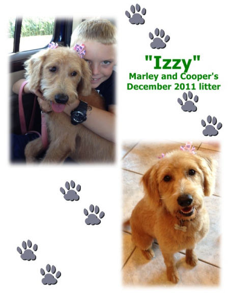 golden retriever st louis golden retriever puppies near st louis mo photo golden retriever st louis golden retriever puppies near st louis mo photo