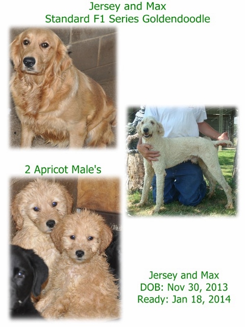 Jersey and Max