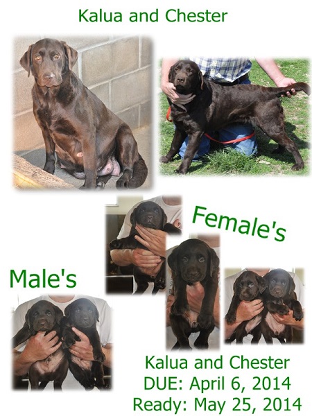 Kalua and Chester