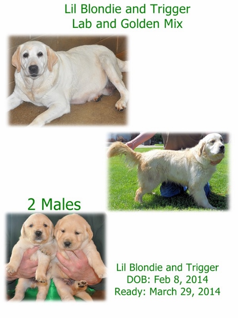 Lil Blondie and Trigger