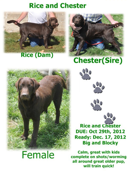 Rice and CHester