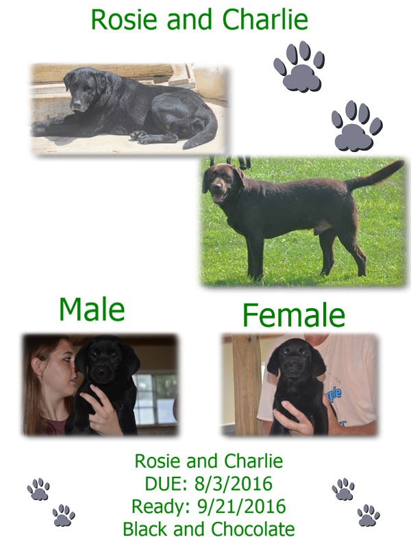 rosie