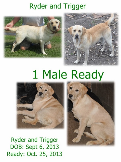 Ryder and Trigger
