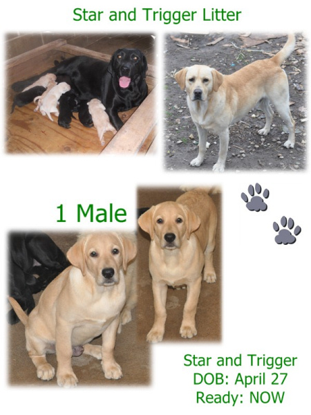 Star and Trigger