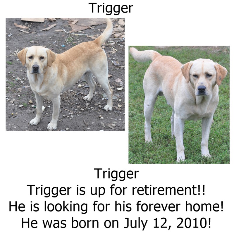 trigger